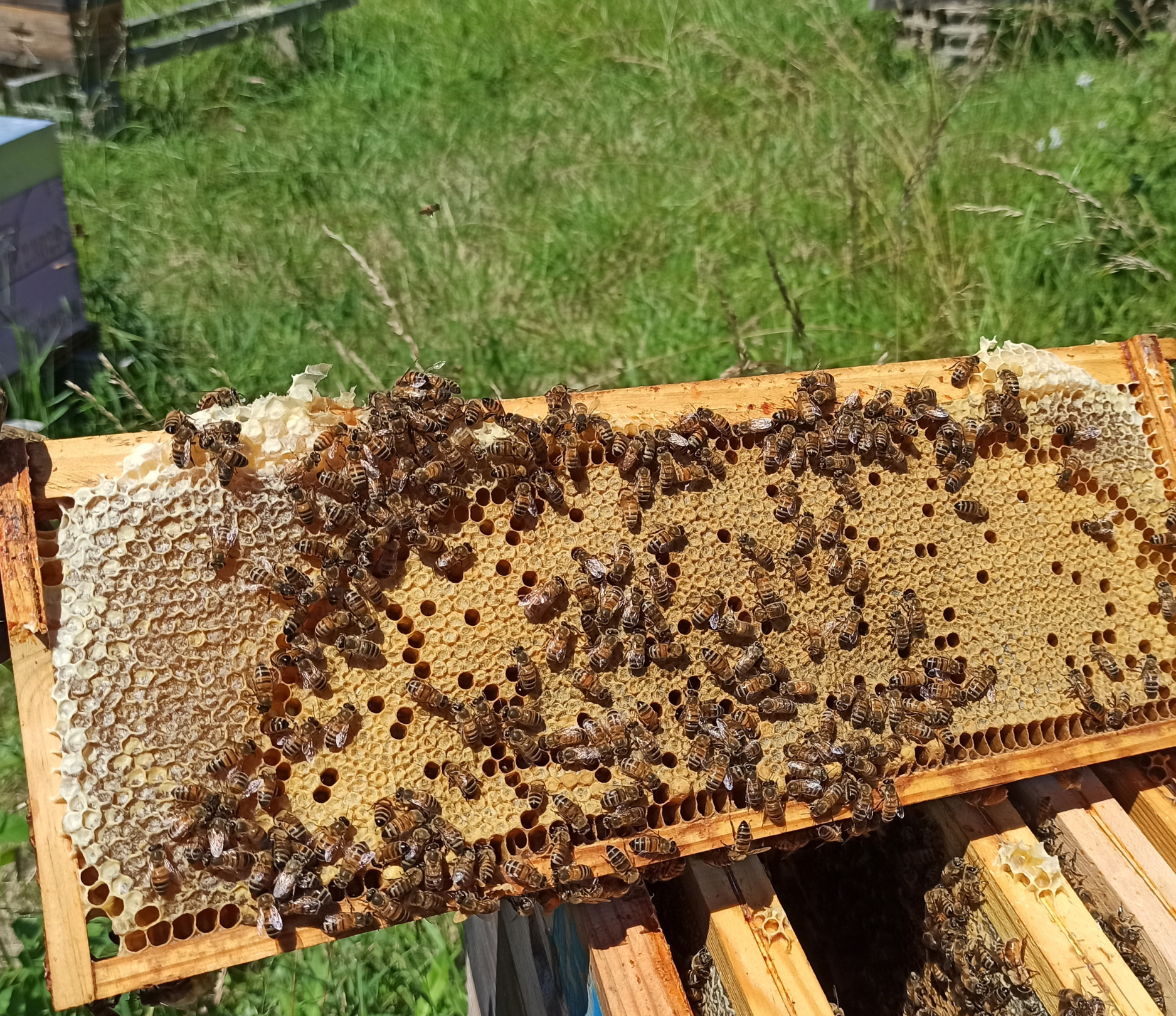 Abeilles et gelée royale – Reines en Scène Dordogne