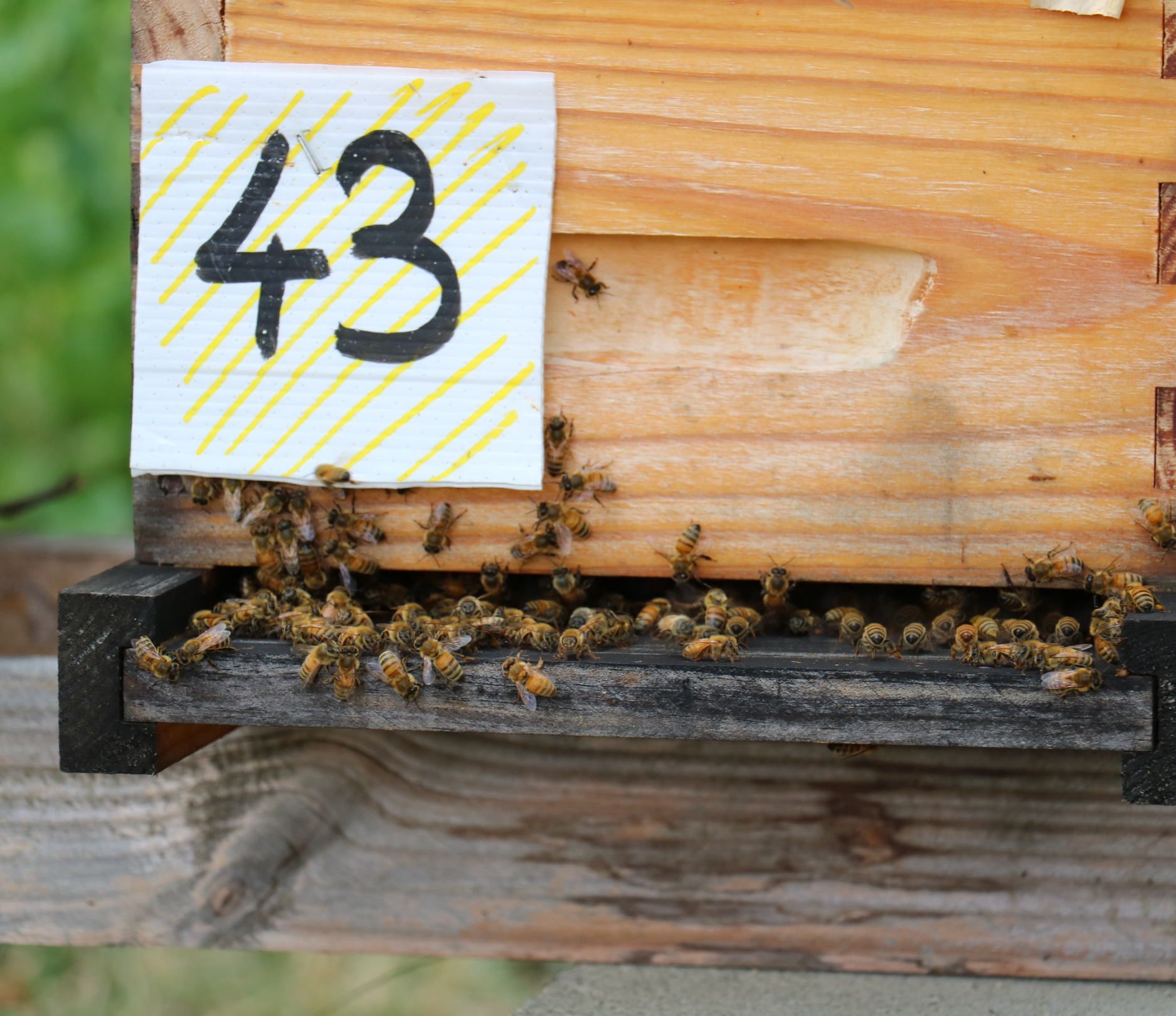 Récolte gelée royale – Reines en Scène France