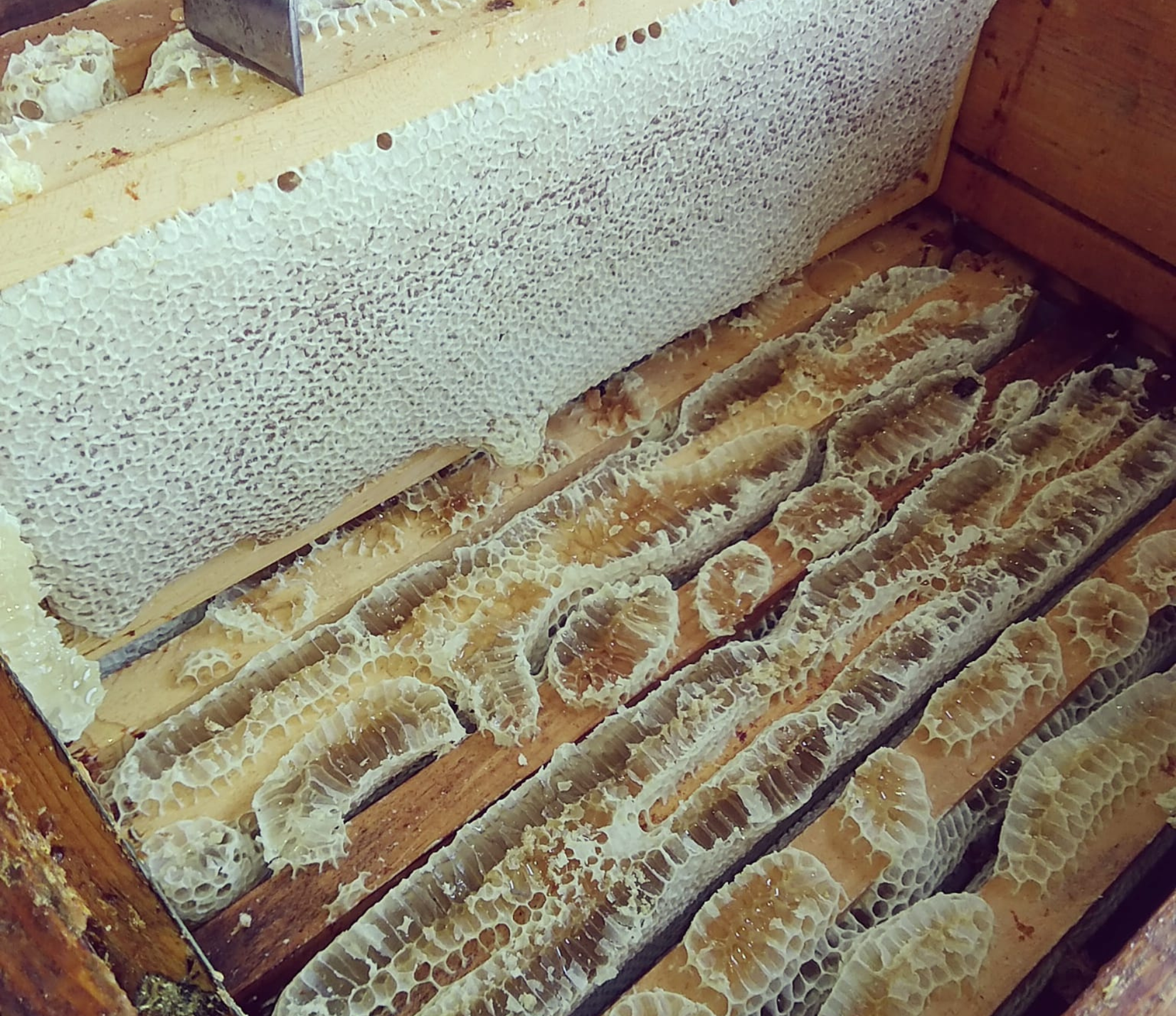 Gelée royale française – Reines en Scène Made in France