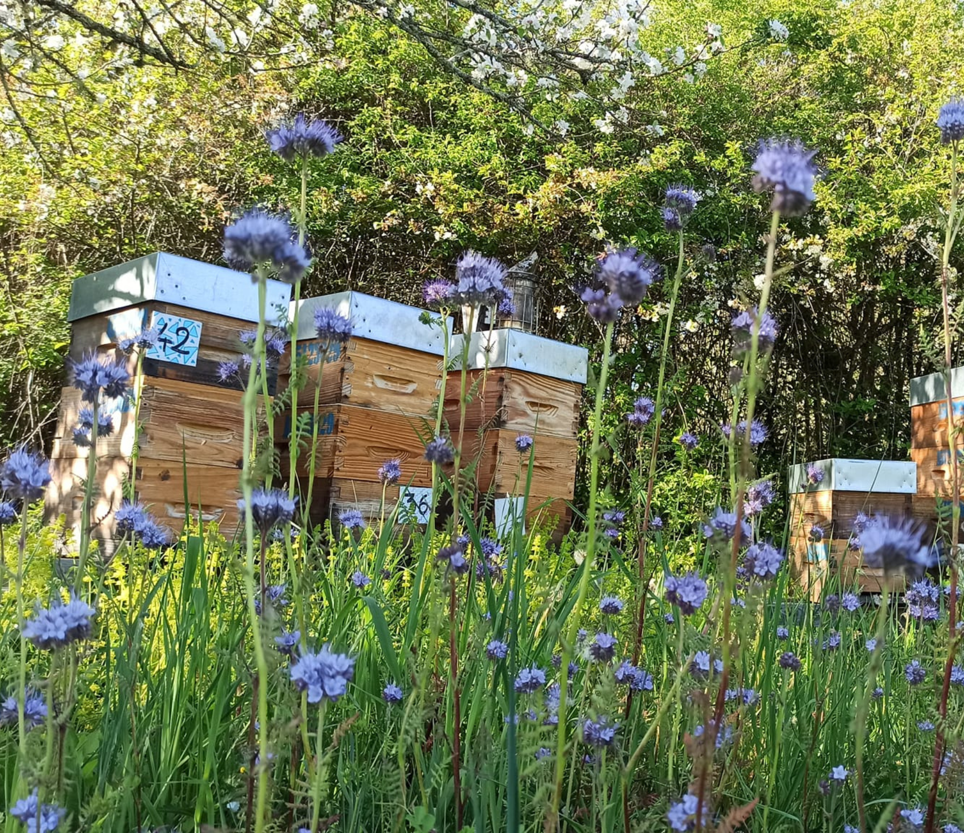 Apicultrice – Reines en Scène gelée royale française