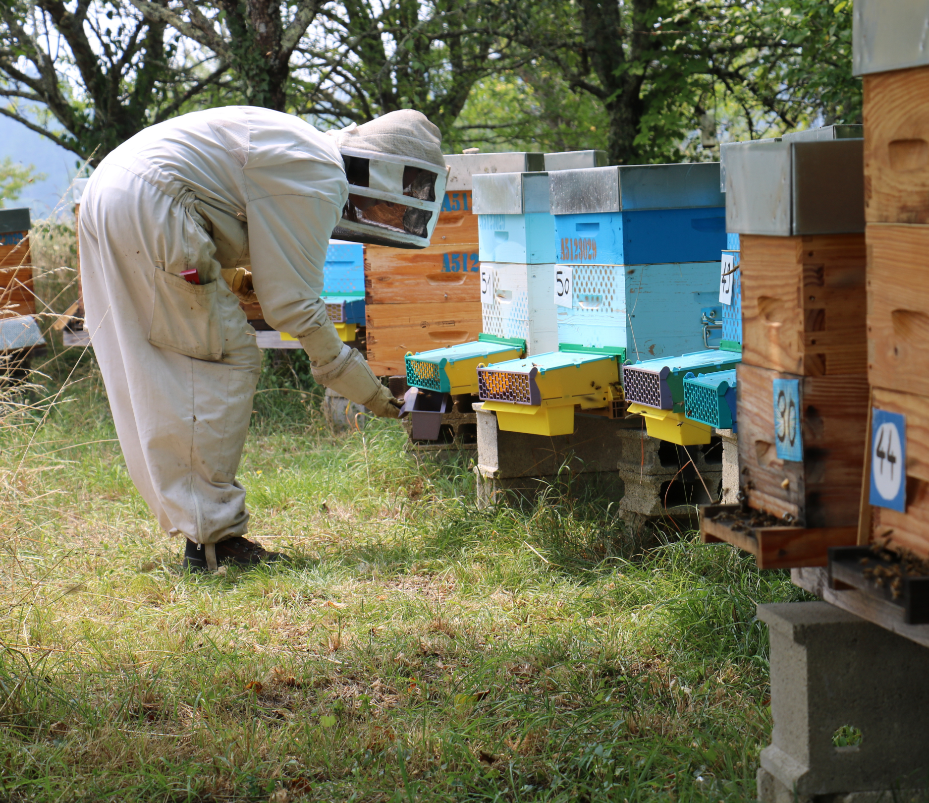 Savoir-faire apicole – Reines en Scène Made in France